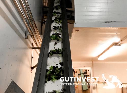 Envasadora Vertical  y Pesadora multicabezal -10 cabezales