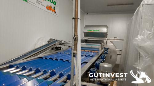 Complete line for blueberry handling and packaging 
