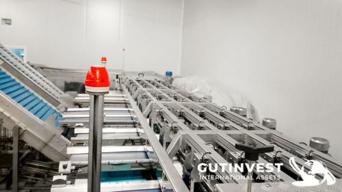 Complete line for blueberry handling and packaging 